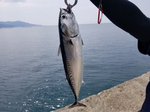 ソウダガツオの釣果