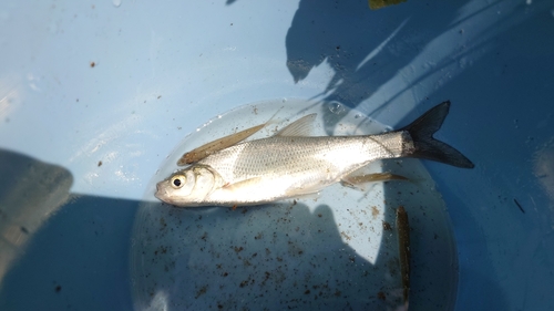 ワタカの釣果