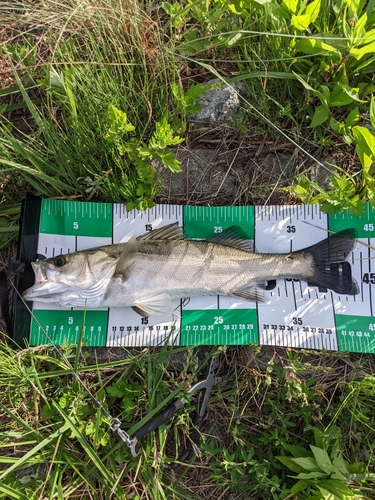 シーバスの釣果