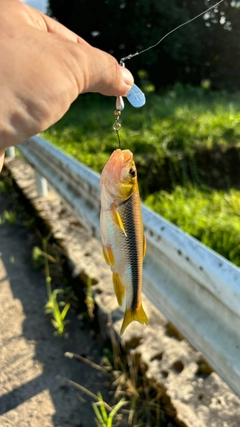 カワムツの釣果