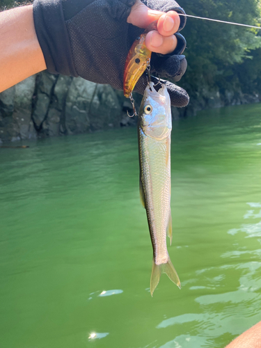 ハスの釣果