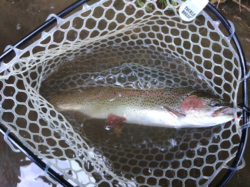 ニジマスの釣果