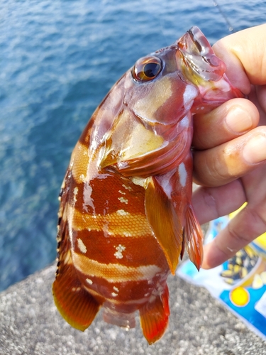 アカハタの釣果