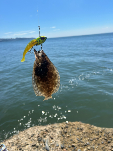 ヒラメの釣果