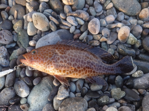 オオモンハタの釣果