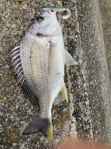 キビレの釣果