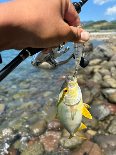 ネリゴの釣果