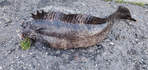 ギンポの釣果