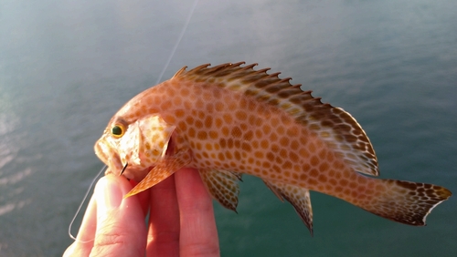 オオモンハタの釣果