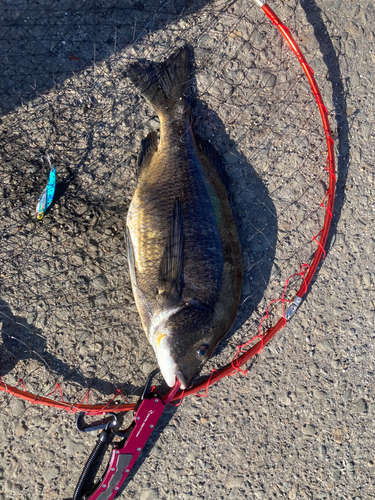 チヌの釣果