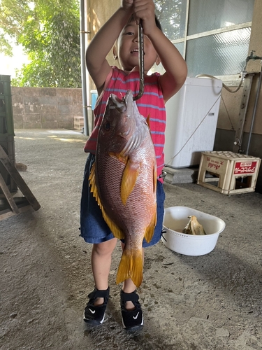 シブダイの釣果