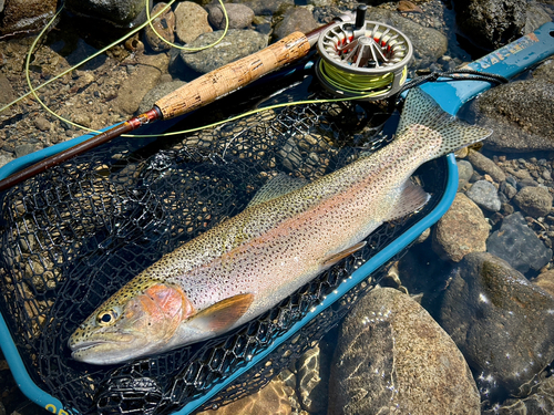 ニジマスの釣果