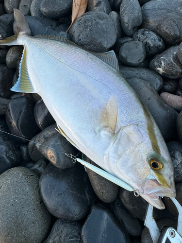 ショゴの釣果