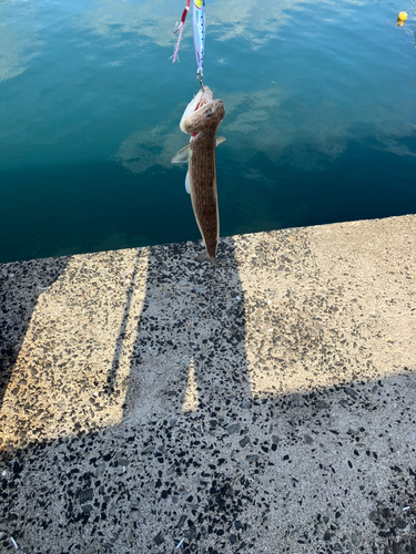 エソの釣果