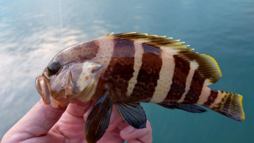 アオハタの釣果