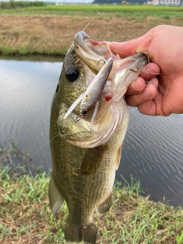 ブラックバスの釣果