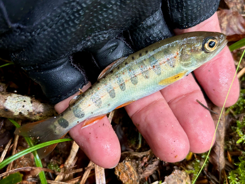 アマゴの釣果