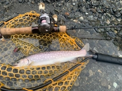 アメマスの釣果