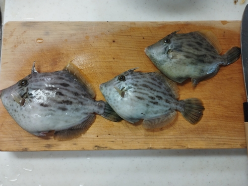 カワハギの釣果