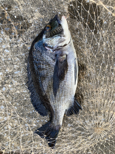 クロダイの釣果