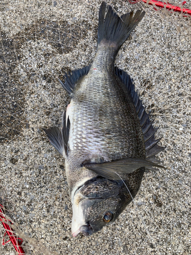 クロダイの釣果