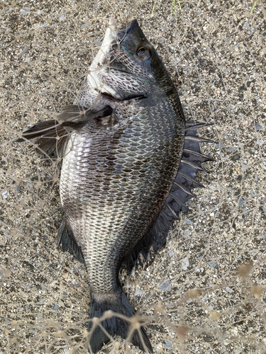 クロダイの釣果