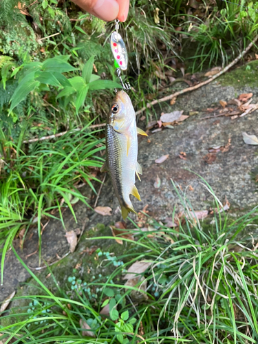 カワムツの釣果