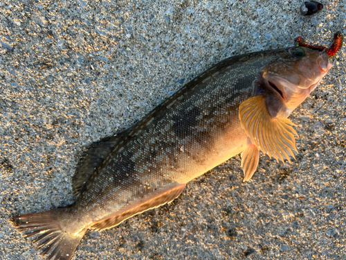 アイナメの釣果