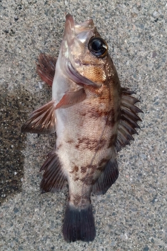 メバルの釣果