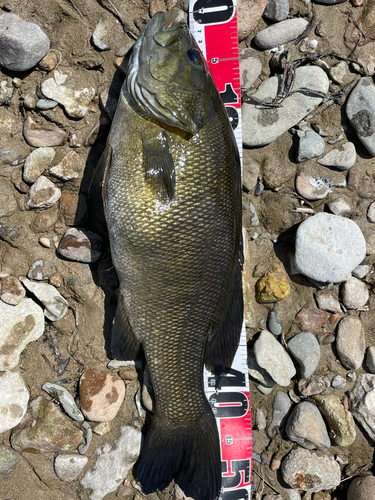 スモールマウスバスの釣果