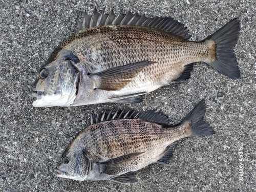 チヌの釣果