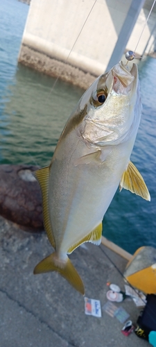 ネリゴの釣果