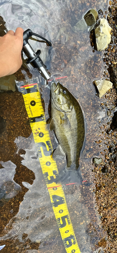 スモールマウスバスの釣果