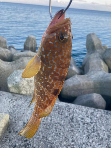 シオの釣果