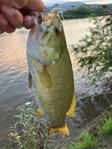 スモールマウスバスの釣果