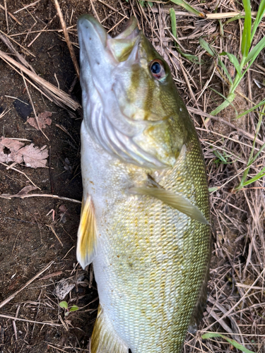 スモールマウスバスの釣果