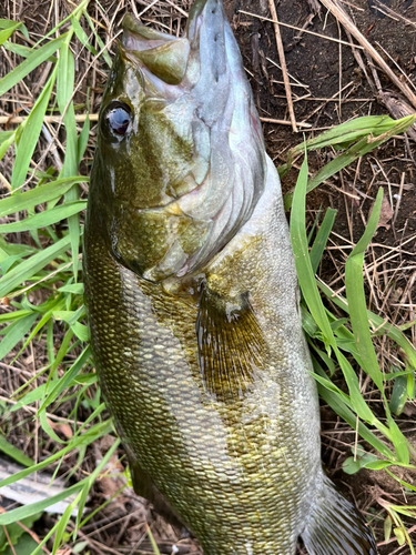 スモールマウスバスの釣果