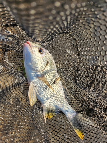 キビレの釣果