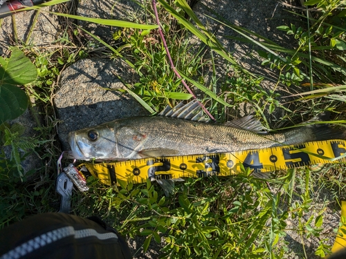 釣果