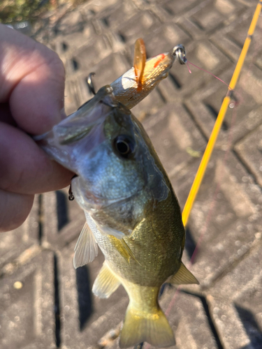 ラージマウスバスの釣果