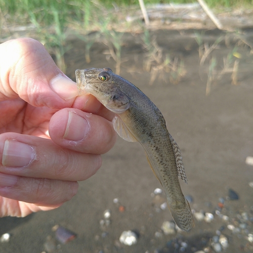 ハゼの釣果