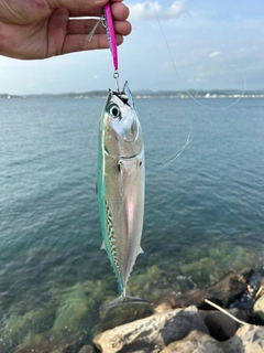 ソウダガツオの釣果