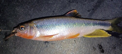 カワムツの釣果