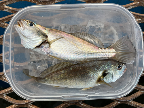 イシモチの釣果