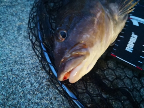 アイナメの釣果