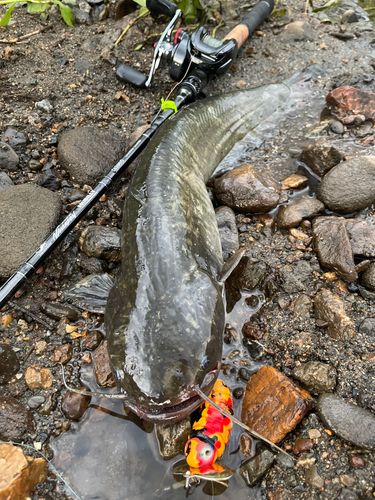 ナマズの釣果