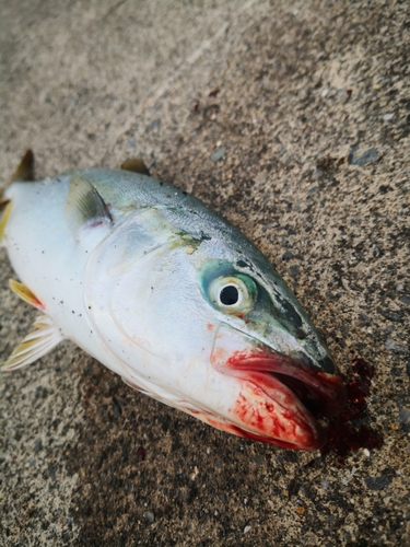 ワカシの釣果