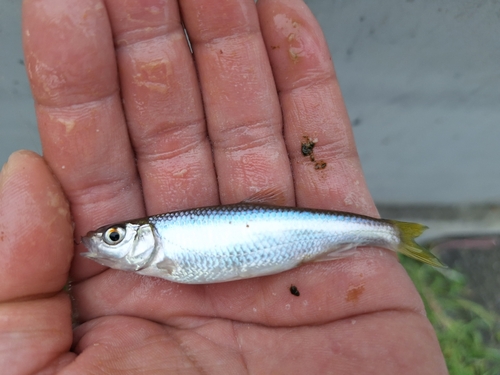 オイカワの釣果