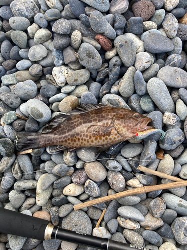 オオモンハタの釣果