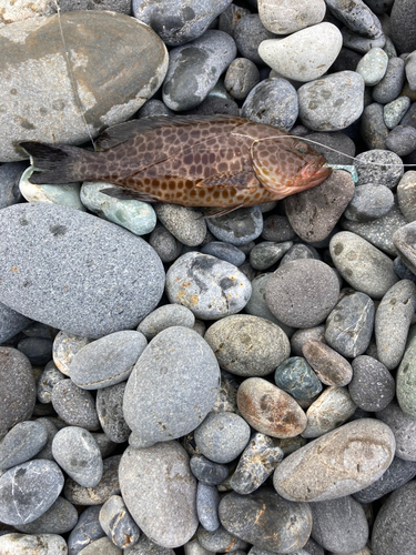 オオモンハタの釣果